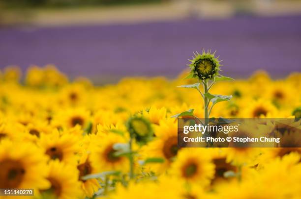 sunflowers - hitchin foto e immagini stock