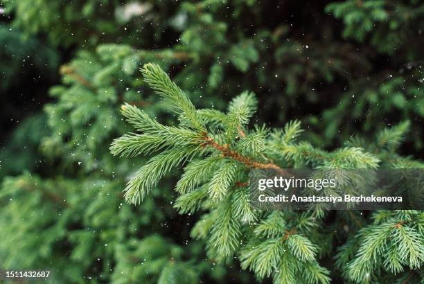 white snow flakes fall on the green branches of the christmas tree - pinetree garden seeds stock pictures, royalty-free photos & images