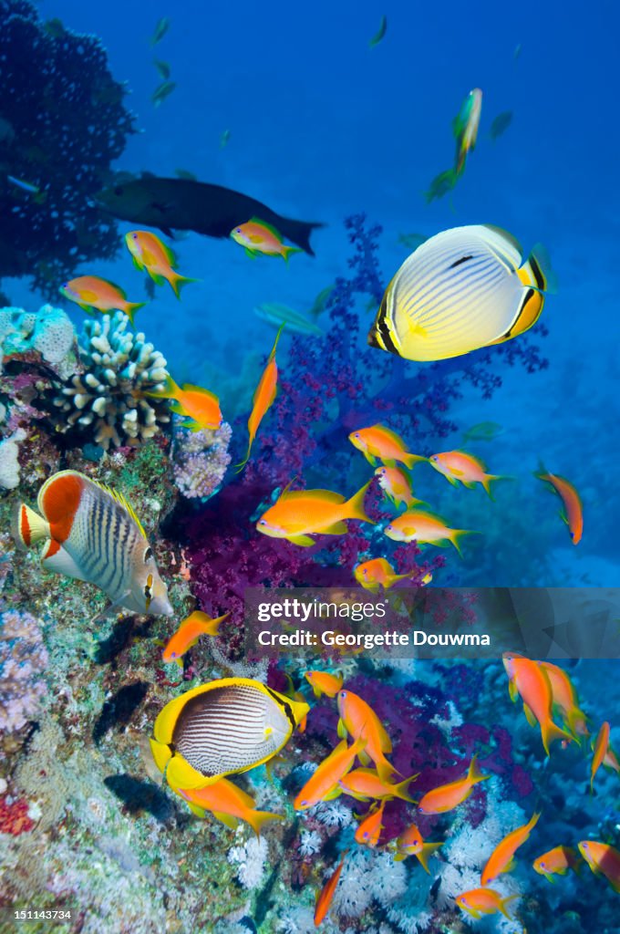 Coral reef with various fish