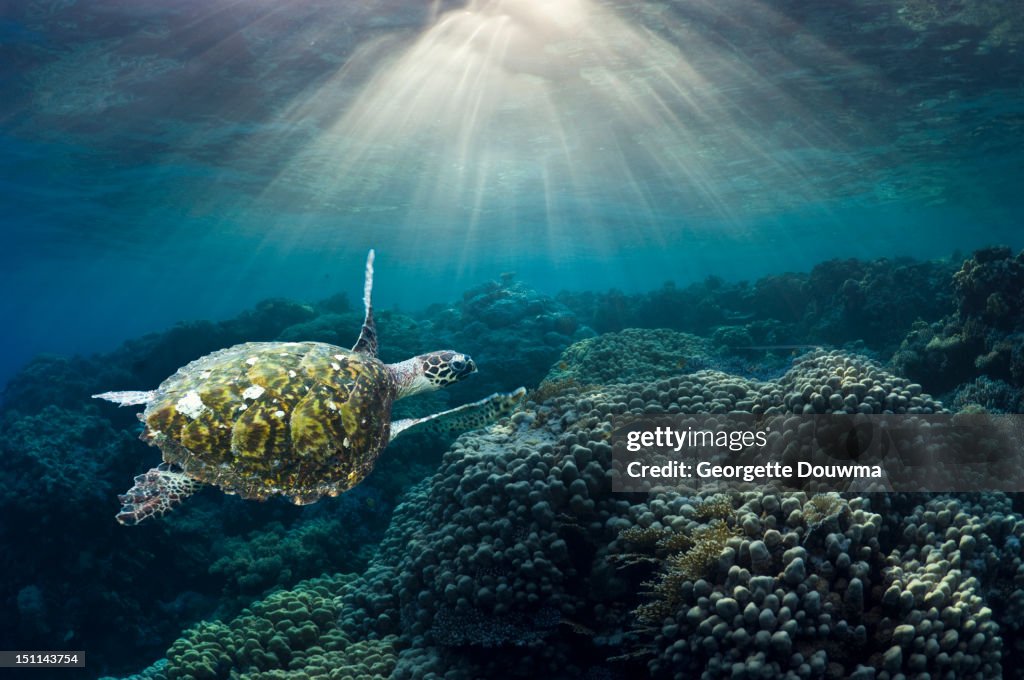 Sea turtle over corals