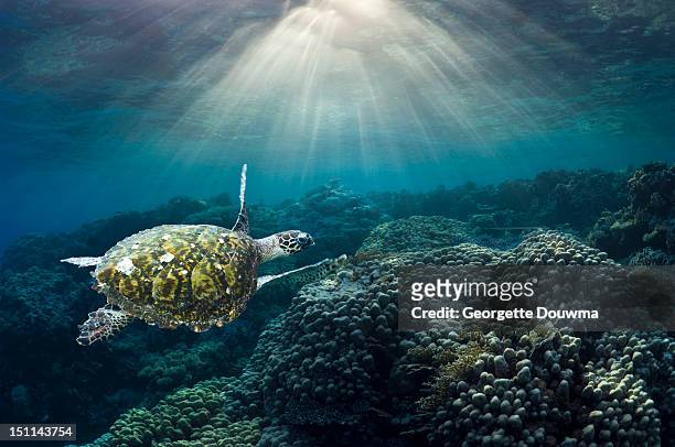 sea turtle over corals - hawksbill turtle stock pictures, royalty-free photos & images