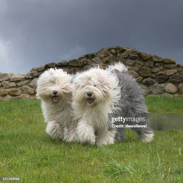 synchronyzed - old english sheepdog stock pictures, royalty-free photos & images