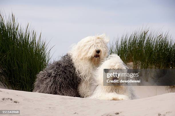 old english sheepdogs - old english sheepdog stock pictures, royalty-free photos & images