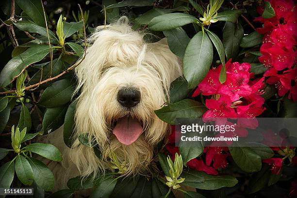 english sheepdog - rhododendron stock pictures, royalty-free photos & images