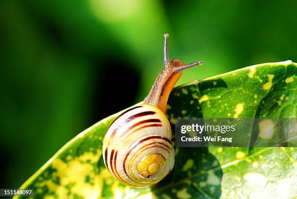 snail - snail stock pictures, royalty-free photos & images