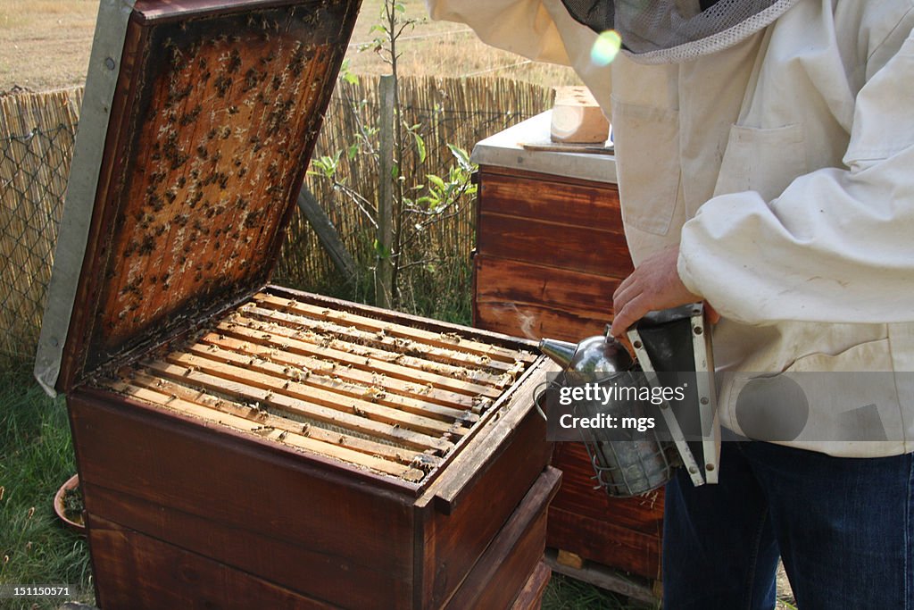 Woman bee keeping