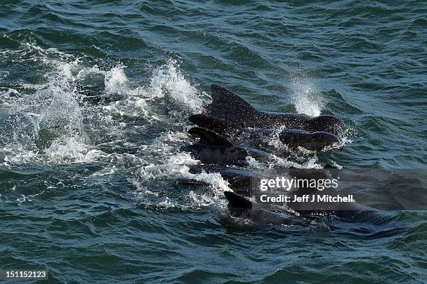 Emergency services attempt to rescue a large number of pilot whales who have beached on September 2, 2012 in Pittenweem near St Andrews, Scotland. A...