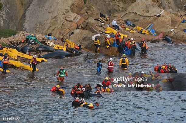 Emergency services attempt to rescue a large number of pilot whales who have beached on September 2, 2012 in Pittenweem near St Andrews, Scotland. A...