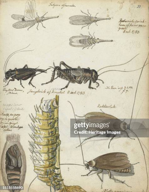 Insects, 1783. Batavian grasshopper or beetle, cricket Gryllus domesticus, caterpillar, pupae and cockroach Blatta americana. Creator: Jan Brandes.