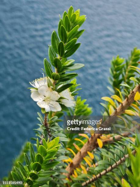 myrtle plant flowering on the shore of lake maggiore - mirto fotografías e imágenes de stock