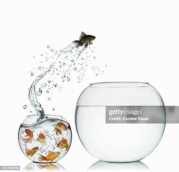 black goldfish - escape stock pictures, royalty-free photos & images