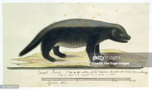 Mellivora capensis, Honey-badger, 1773-1780. Creator: Robert Jacob Gordon.