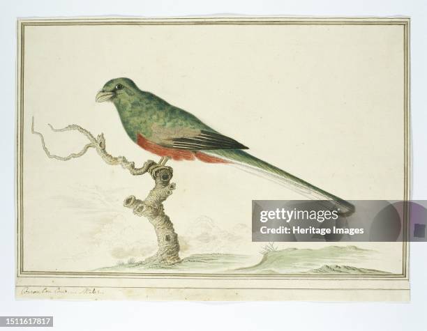 Apaloderma narina, Narina Trogon, 1777-1786. Bird study: Bosloerie, Apaloderma Narina, ; the little man. There is only one type of trogon present in...