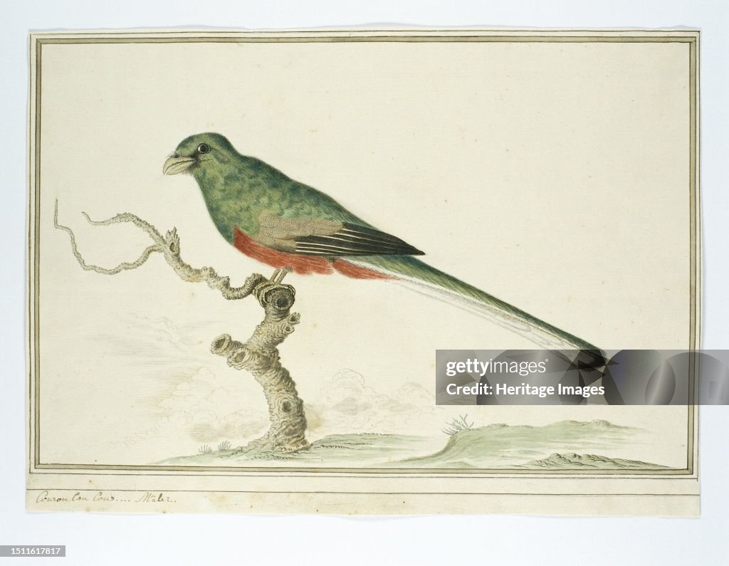 Apaloderma Narina (Narina Trogon)