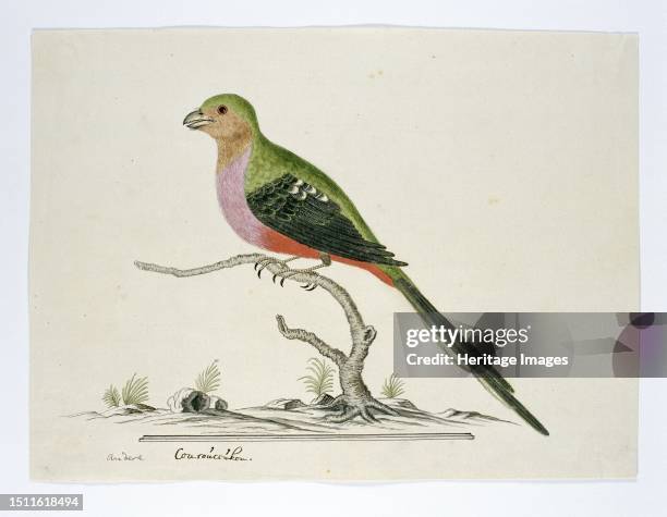 Apaloderma narina, Narina Trogon, 1777-1786. Bird study: Bosloerie, Apaloderma Narina, . Gordon calls this another Couroucouc, K, OU, but there is...