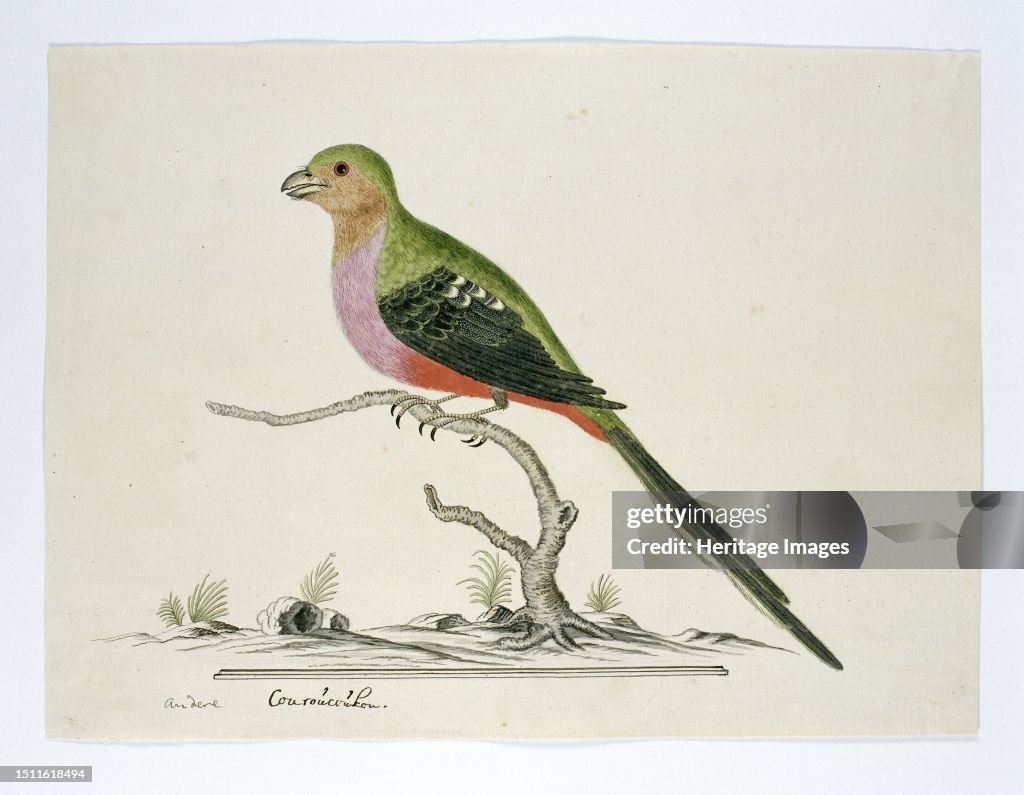 Apaloderma Narina (Narina Trogon)