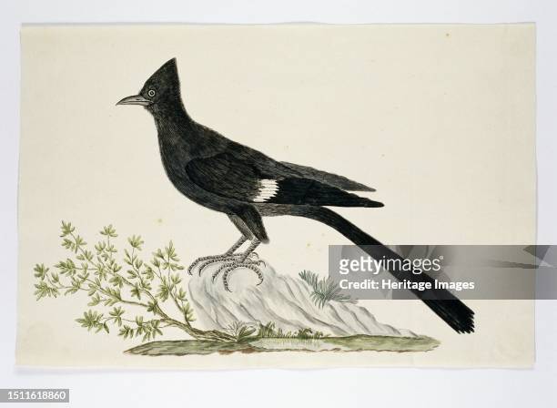 Clamator jacobinus, Jacobin cuckoo, 1777-1786. Creator: Robert Jacob Gordon.