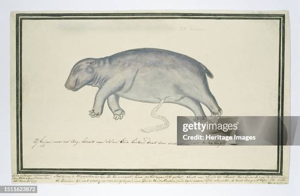 Hippopotamus amphibius foetus, Hippopotamus, 1777. Creator: Robert Jacob Gordon.