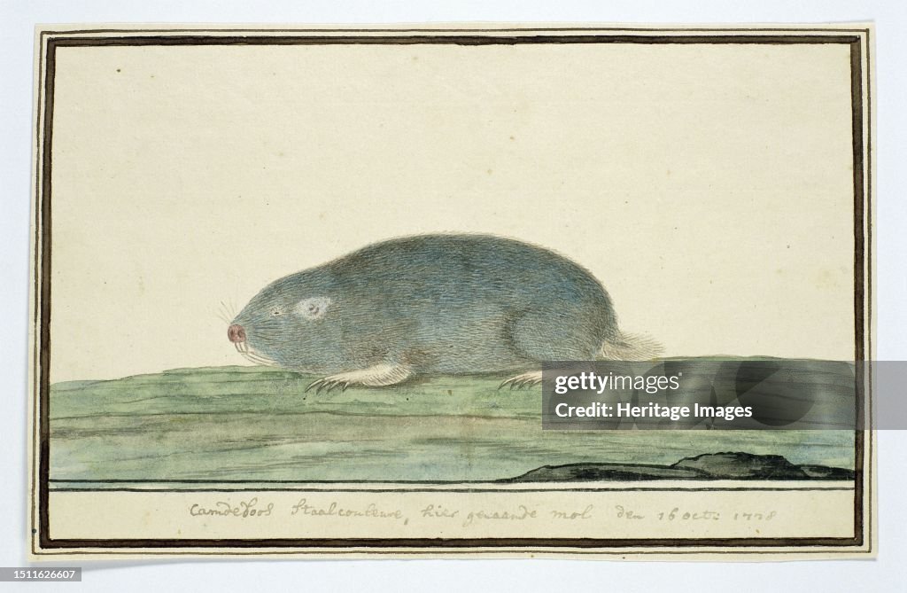 Cryptomys Hottentotus (Common Mole-Rat)