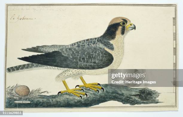 Falco biarmicus, Lanner falcon, 1777-1786. Creator: Robert Jacob Gordon.