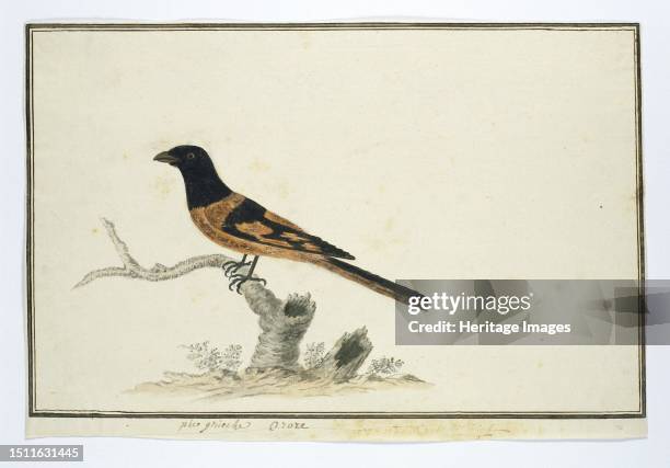 Laniarnus atrococcineus, Crimson-Breasted Shrike, 1777-1786. Bird studies: Burmese robin claw killer, pericrocotus flammeus, . Creator: Robert Jacob...
