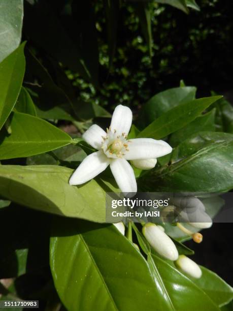 blossom of the bitter orange flower, scented in the garden of mathilde zal - zagara foto e immagini stock