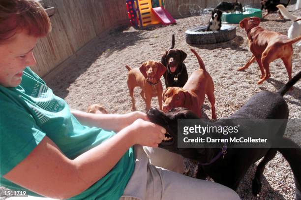Gywneth Sutherlin plays a game of tug-of-war with a few of the many dogs being cared for by Pet Companions Inc. August 17, 2000 in Somerville MA. Pet...