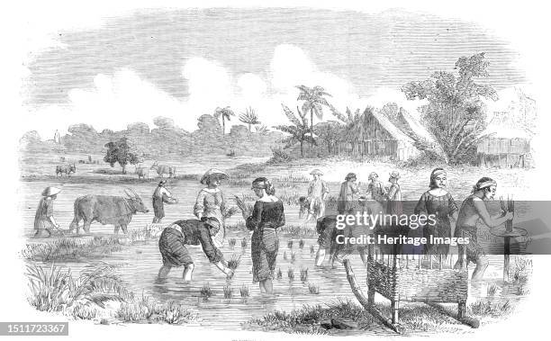 Planting Rice in Manilla, [Philippines], 1857. 'The planting of rice has begun. When the rice has grown to a certain height, they unplant it, bind...