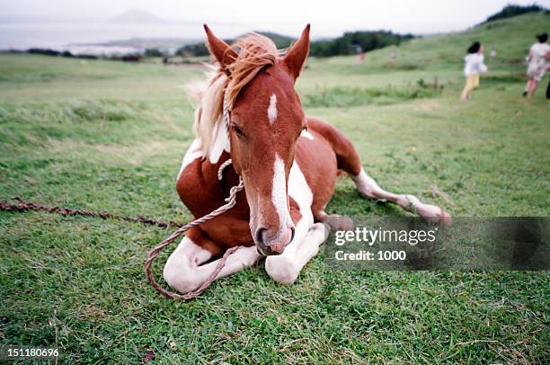 horse - jeju - fotografias e filmes do acervo