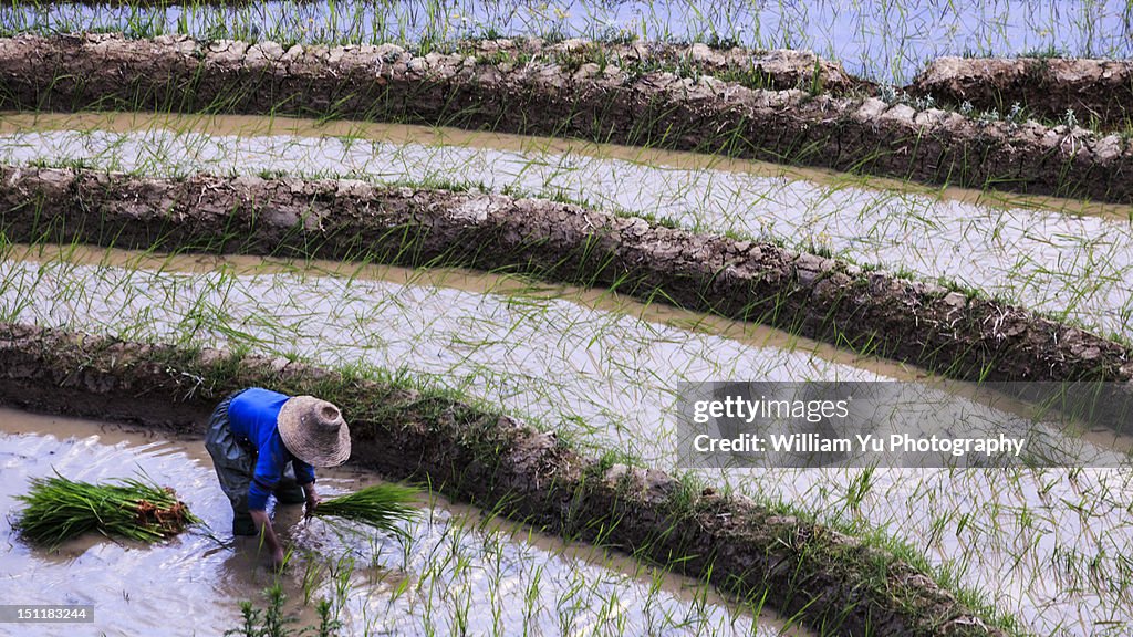 Planting rice