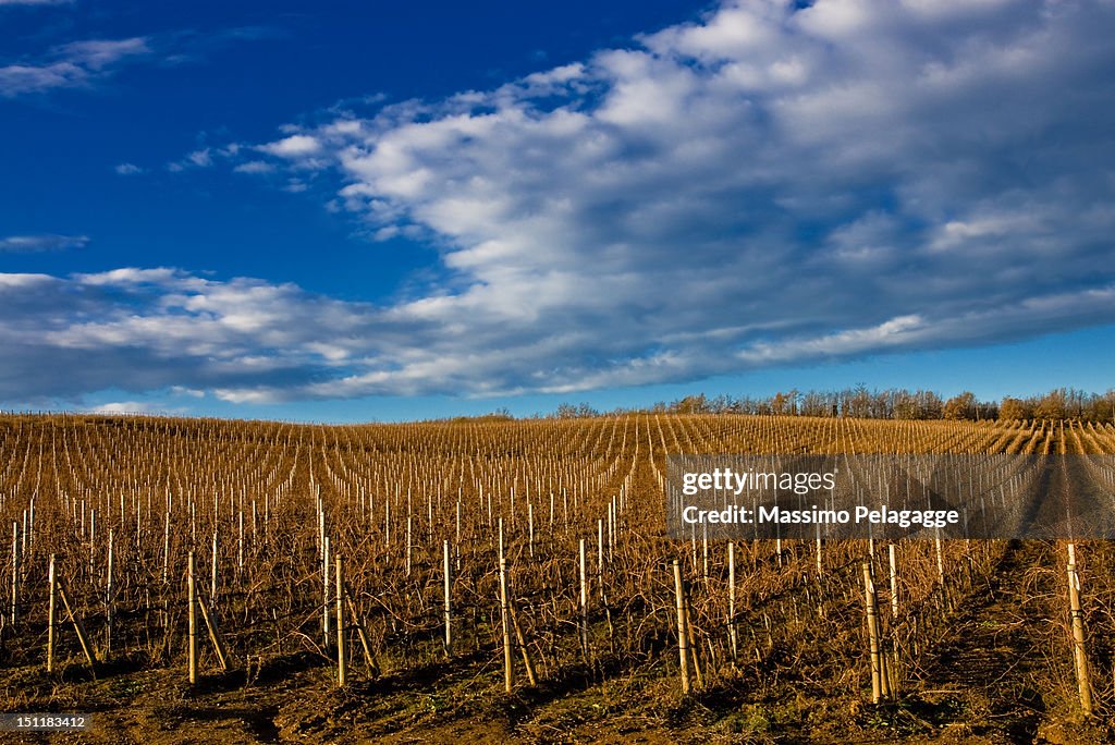 Vineyards