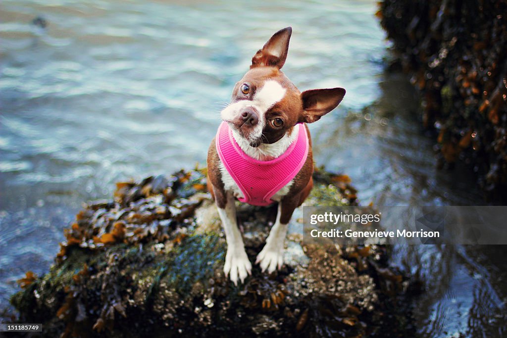 Red boston terrier on beach