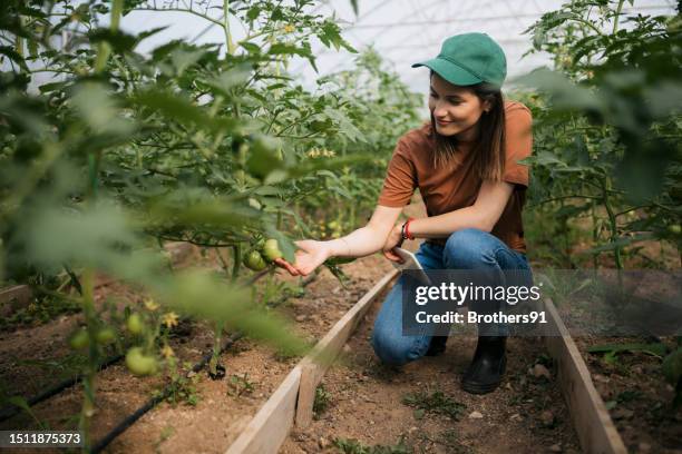 female farmer looking at the growth of tomato crop in greenhouse farm - tomato greenhouse stock pictures, royalty-free photos & images
