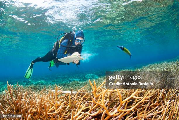 marine biologist studying staghorn coral (acropora cervicornis) in cordelia banks. - marine biologist stock pictures, royalty-free photos & images