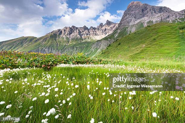 cotton grass in a meadow , allgäuer alps - allgäuer alpen imagens e fotografias de stock