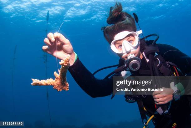 marine biologist holding a fragment of staghorn coral (acropora cervicornis) - biologist stockfoto's en -beelden