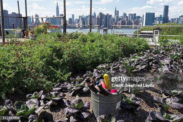 urban rooftop farm in brooklyn, new york - urban gardening stock-fotos und bilder