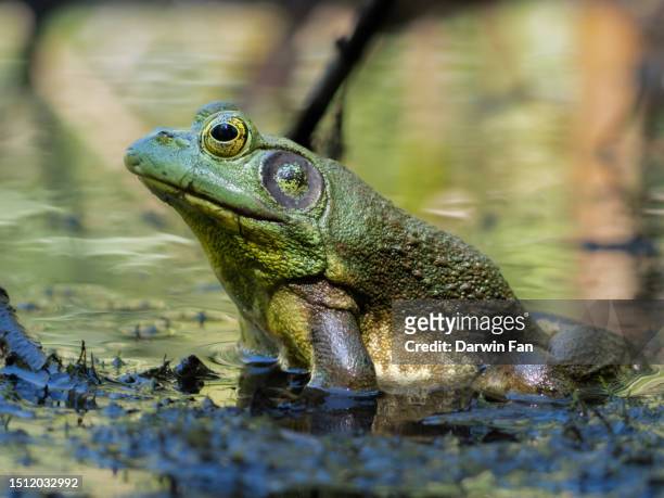 bullfrog - american bullfrog stock pictures, royalty-free photos & images