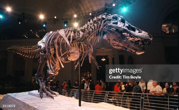 Sue, the largest and most complete Tyrannosaurus rex ever found, is shown on display May 17, 2000 at the Field Museum in Chicago. The fossil was...