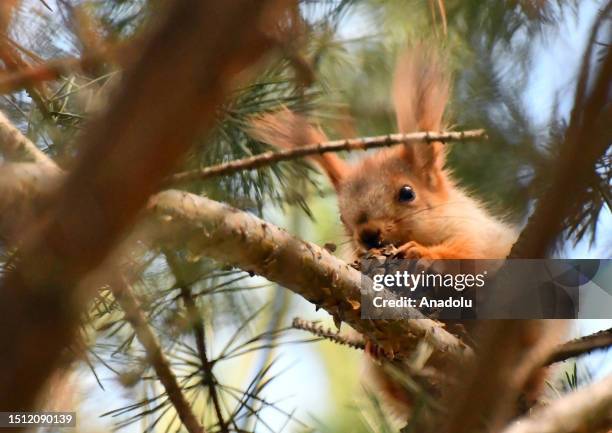 Squirrel holds a pine cone at a pine tree at the National Garden in the Sarikamis district of Kars,Turkiye on July 07, 2023.