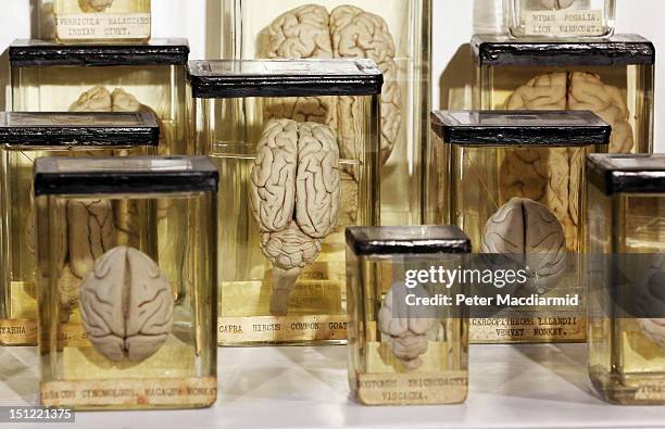 Animal brains are preserved at The Grant Museum of Zoology on September 4, 2012 in London, England. Containing 67,000 specimens, the Grant Museum of...