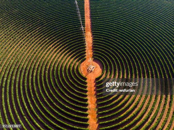 aerial view of a farm - coffee plant stock pictures, royalty-free photos & images