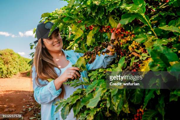 woman in a coffee plantation - coffee plantation stock pictures, royalty-free photos & images