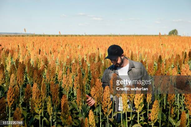 man in a sorghum plantation - sorghum stock pictures, royalty-free photos & images