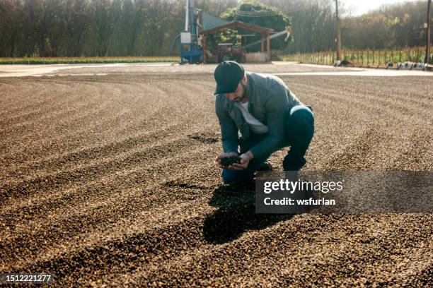 man examining coffee beans - coffee manufacturing stock pictures, royalty-free photos & images
