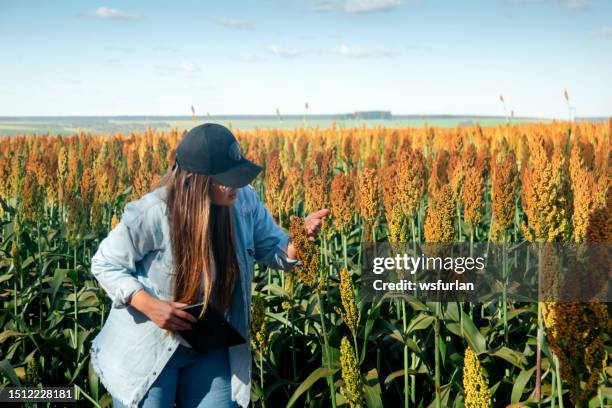 mujer en una plantación de sorgo - sorghum fotografías e imágenes de stock