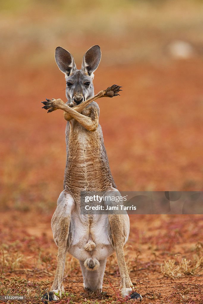 A red kangaroo joey crossing his arms