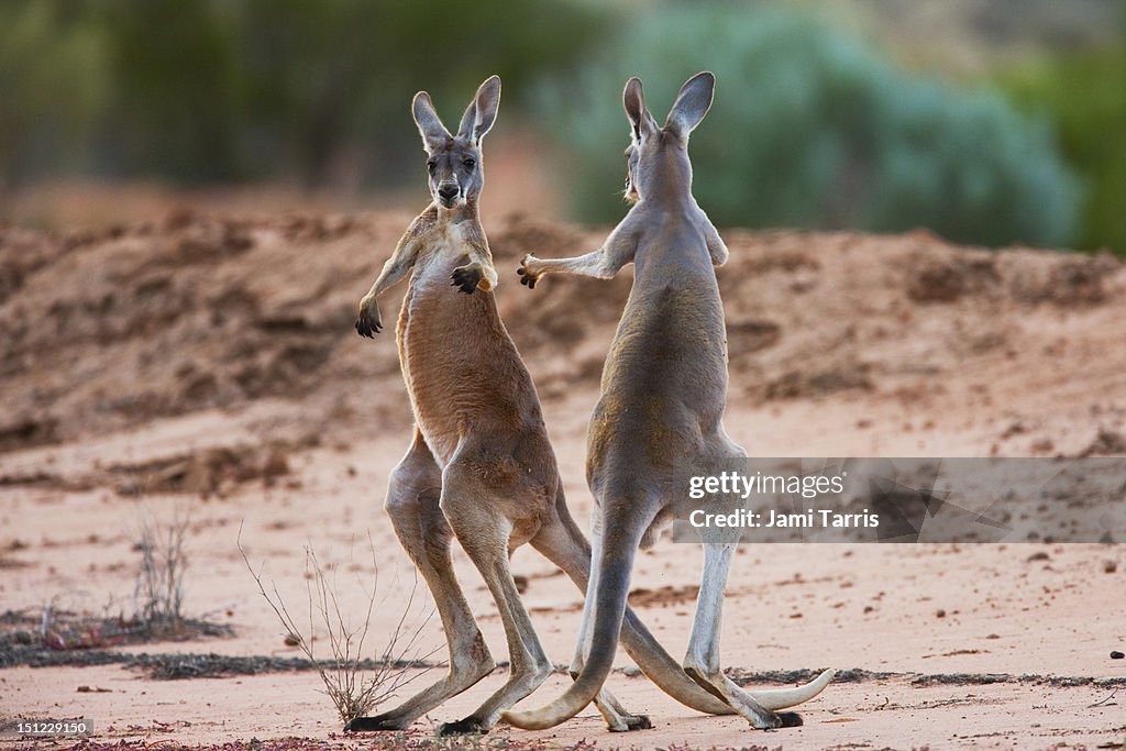 Male red kangaroos fighting for a female
