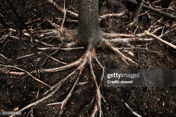 wildfire damage - root stock pictures, royalty-free photos & images
