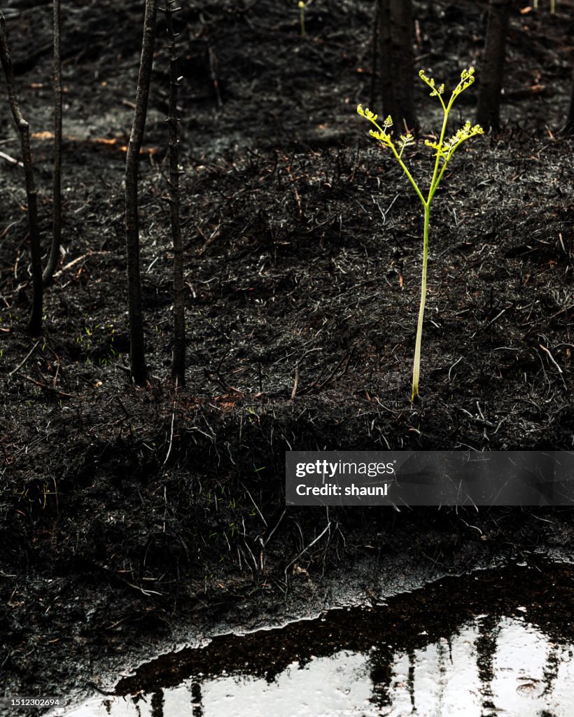 Fern Grows After Wildfire
